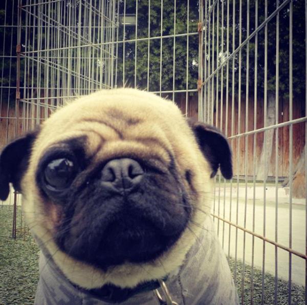 /images/uploads/pug nation rescue of los angeles/pugnation2020/entries/11485thumb.jpg